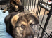 GORGEOUS LITTER OF GERMAN SHEPHERD PUPPIES