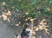 Staffy cross frenchie