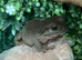 4 Whites Tree Frogs & Set Up