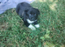 Traditional Border Collie Puppies