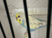 Nice hen budgie for sell