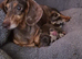 Miniature dachshund