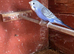 Baby budgies