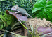 Female High Pied Yemen Chameleons at Birmingham Reptiles