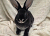 Litter of female mini rex