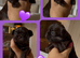 True chocolate imperial Shihtzu puppies