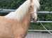 Palomino colt make 15h/15.1