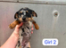 Jack Russell