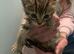 Kittens for sale