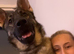 2 year old male Shepherd