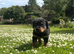 Rottweiler puppies looking for new jobs