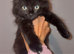 Maine coon Kittens