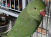 Forever home for any parrot & birds
