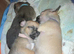 Beautiful Chihuahua Puppies