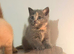 British short hair kittens