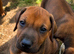 KC REGISTERED RHODESIAN RIDGEBACK PUPPIES FOR SALE