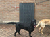 2 year old lab