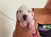 Adorable Puppies Staffordshire Bull Terrier