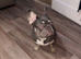 Quality French bulldog