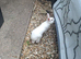 5month male bunny