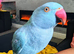 Beautiful Blue Indian Ringneck – 10 Months Old
