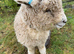 Registered pedigree Ryeland sheep