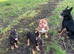 American bully akbc
