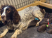 Gorgeous F1 Chocolate Sproodle Puppies