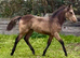 Top Class Golden Dun Connemara Filly