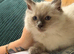 GCCF Ragdoll kittens Excellent pedigree