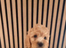 Adorable puppies