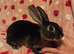 Black otter mini rex