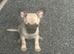 Beautiful chihuahua boy puppy