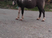 Black and white Shetland colt