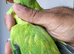 Beautiful Rare Opaline split Cleartail Baby Ringneck parrot