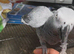 Male African grey for sale