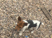 Beautiful Jack Russell pups