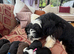 Beautiful Bearded Collie puppies