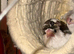 3 Bengalese chicks