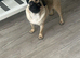 Pug for sale