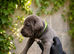 Pure cane Corsos need their forever home
