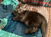 Reduces in price Scottish fold kittens