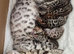 2 stunning pure breed bengal kits