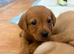 1 Male KC registered Fox Red Labrador READY NOW