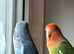 Peach faced love Birds