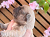 French bulldog puppies