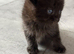 Exquisite Ragdoll / Turkish Angora Kittens – 7 Weeks Old | Blue-Eyed | Home-Raised