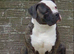 American bull dog x alphablood bulldog