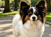 Kc reg proven Papillon at stud