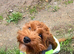 Male red cavapoo